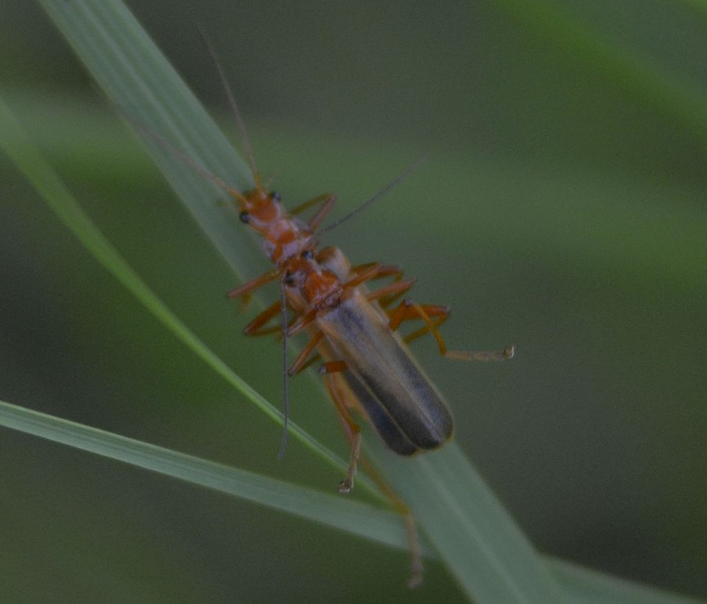 Cantharidae: Armidia signata?  Sì !